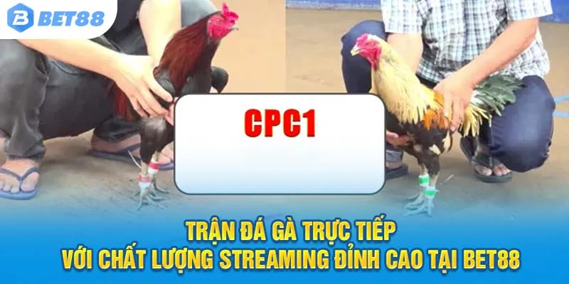 Trận đá gà trực tiếp với chất lượng streaming đỉnh cao tại Bet88